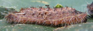 Larvae